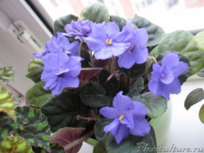 эта уже отцветает, а то прям листвы не было видно, но не знаю какой сорт