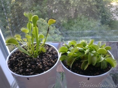 Если вы об этом просили