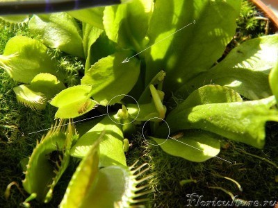 здесь 3 точно, возможно 4, может кто разглядит