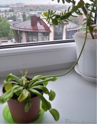 вот она, бедняжечка