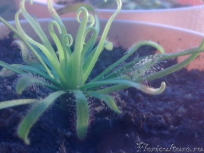 Капская росянка