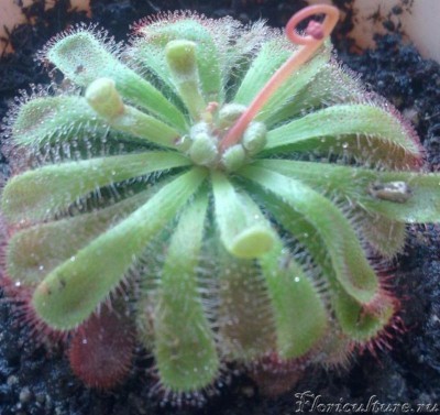 Росянка Алиса