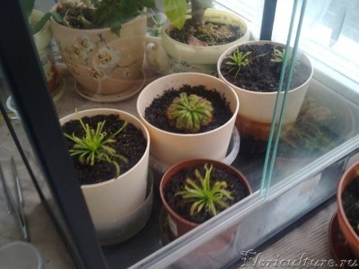 Росянки в своем домике