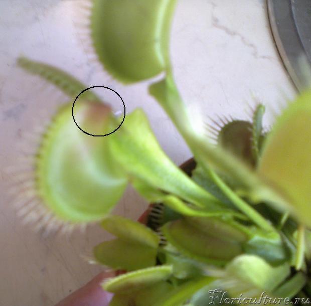 кого-то поймала, тихо ест, и постепенно краснеет с краю