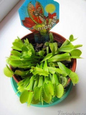  Венерина мухоловка5.JPG