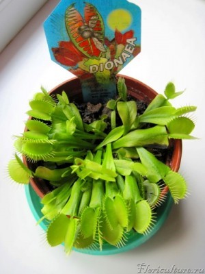  Венерина мухоловка5.JPG