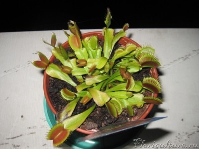  Венерина мухоловка7.JPG