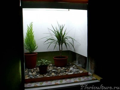 Таким он был в начале. Сейчас растения больше, и без драцены (пальмы).