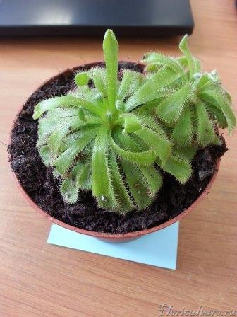 только привезли из интернет-магазина))