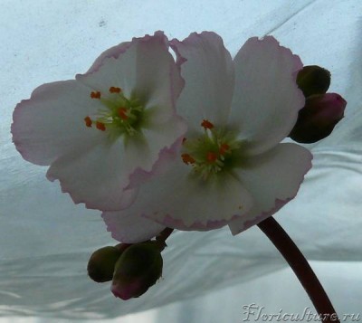 D.binata var. multifida