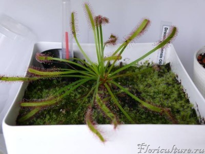 Это не мох, а сеянцы и их здесь сотня, если не больше.