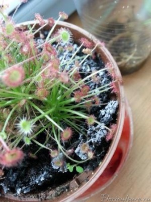 такой вот налет на земле....