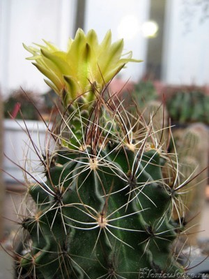 Hamatocactus setispinus.jpg