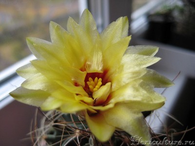 Hamatocactus setispinus cvetok.jpg