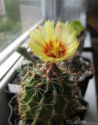 Hamatocactus setispinus полностью.jpg