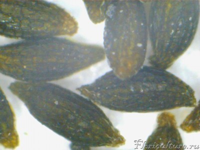 Семена D. spatulata:  х400-кратное увеличение