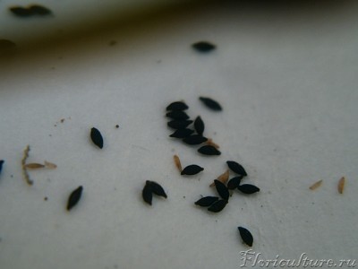 Семена D.spatulata:  х40-кратное увеличение