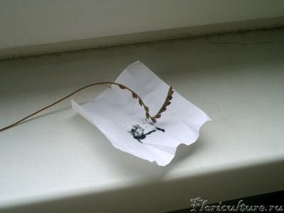 Созревшие семена D.spatulata