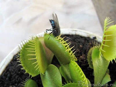 муху не отпускает