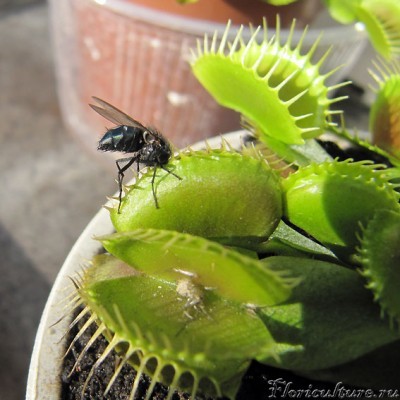 хотя и пользы с неё тоже никакой