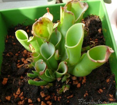 В мае начался рост новых кувшинов