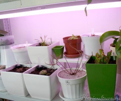 Практически сразу пересадила в высокий горшок