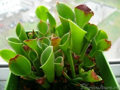 В ноябре рост и усыхание продолжается, а крышек как не было, так и нет.