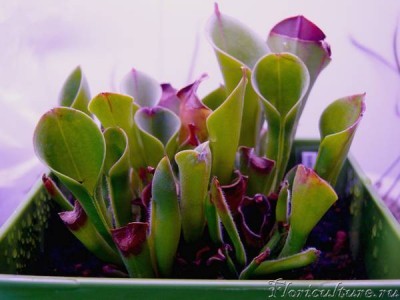 В сентябре продолжают отсыхать крышечки или вообще не образуются, хотя количество кувшинов увеличивается