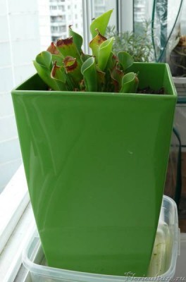 В июле кувшины продолжают сохнуть, а новые приобретают форму воронки