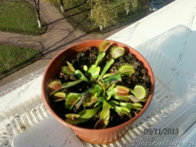  Венерина мухоловка10.JPG