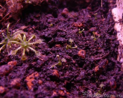 проросшие геммы