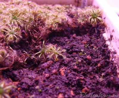 пересаженные росянки