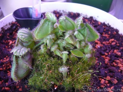 цефалотус на лоджии