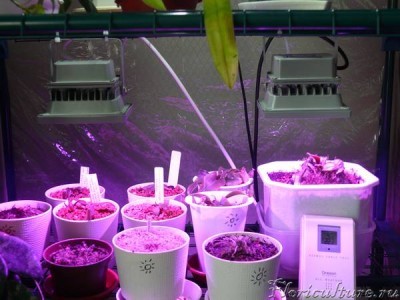 полка с хищниками