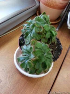 2 куста Алисы с 4 макушками