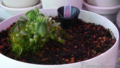 Росянка сидит в правом нижнем углу горшка с цефалотусом