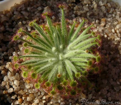 D. lanata - вид сверху