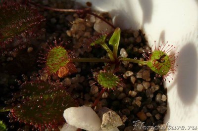На одном  цветоносе уже взрослая детка - сама себя кормом обеспечивает!