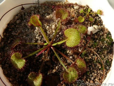 D. prolifera