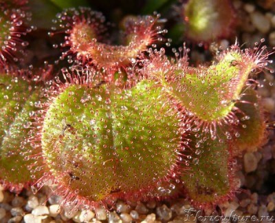 от 3х до 10 сциарид на одном листе для нее норма!