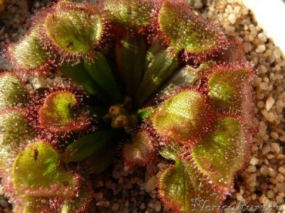 Drosera falconeri