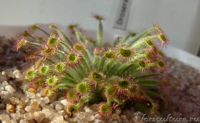 Вид сбоку D.lanata