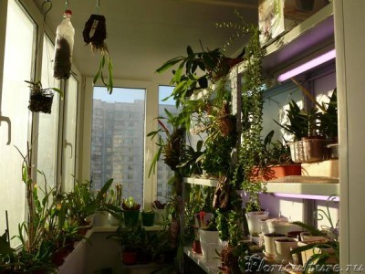 Это только кусочек лоджии. 2 средние полки ОБИшных стеллажей отданы хищникам, верхние и нижние - орхидеи, адениумы, хойи. Подоконники - саррацении и орхидеи.