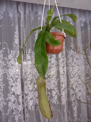 непентес &amp;quot; Louisa&amp;quot;