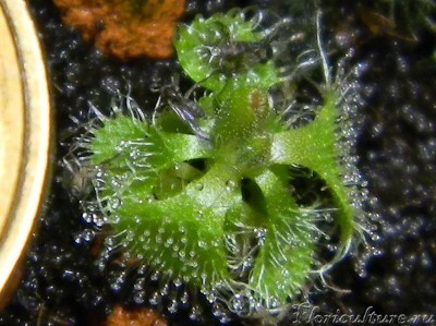 Обжора крупным планом (кликабельно)