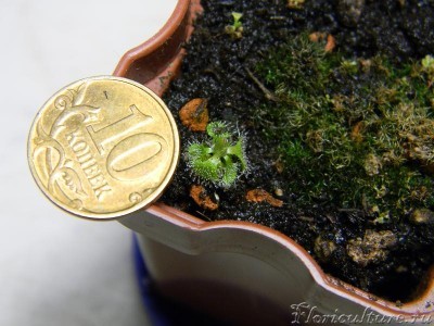 Вот так 31 января 2014 (кликабельно)