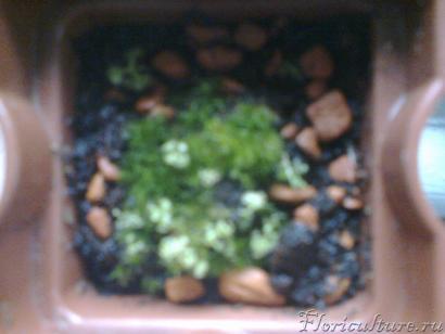 Вот так они выглядели по приезде 7 декабря 2013