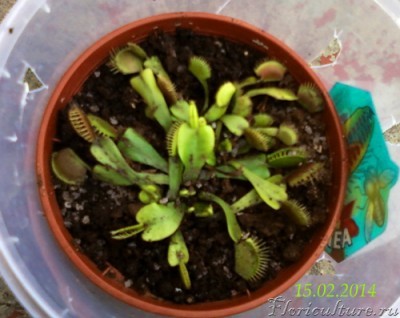  Венерина мухоловка12 .JPG