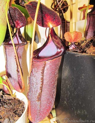 n.lowii x campanulata