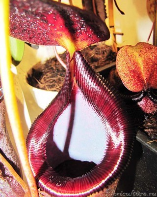 n.lowii x campanulata